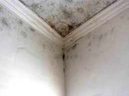 East Milton, FL Mold Remediation Company